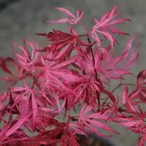 Acer 'Extravaganza'